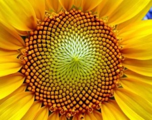 girasole
