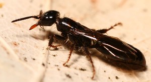 La matematica umida dell'evoluzione #3: Una vita da insetti imenottero