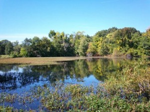 Pond_ecosystem-kandylover107