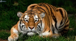 Turing e la tigre di carta tigre-3540