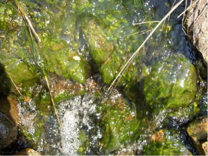 biofilm-in-stream