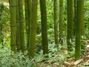 Japanese-Timber1