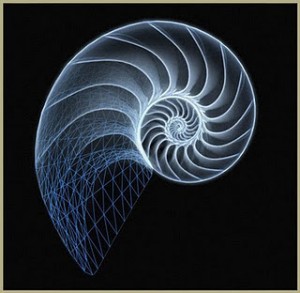 nautilus