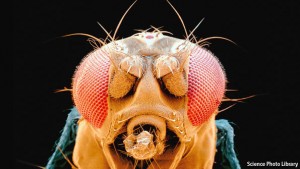 Drosophila