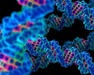 dna-300x239