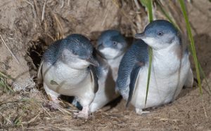 pinguinititle