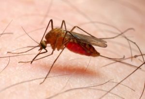 Malaria-Zanzara