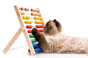 GATTO