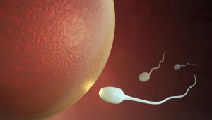 Indietro per andare avanti: il movimento dello spermatozoo descritto da una formula matematica
