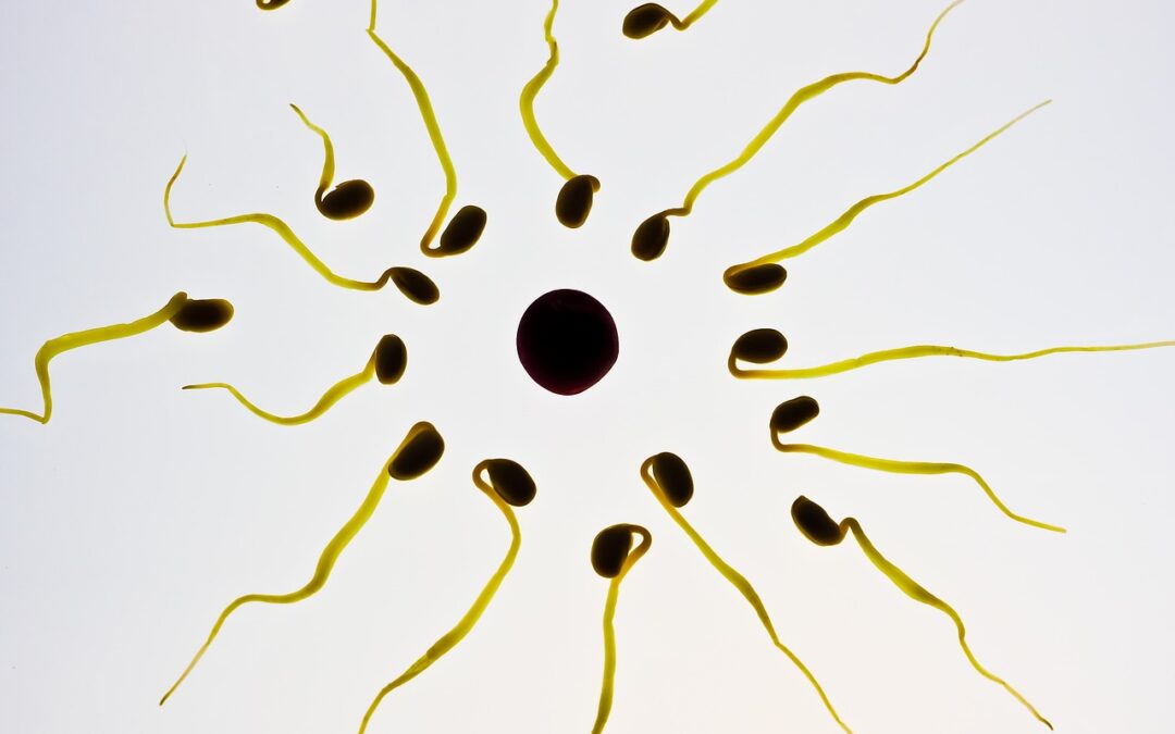 Novità sul movimento spiraleggiante degli spermatozoi
