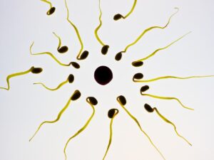 sperm-956481_1280