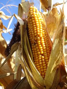 PANNO C corn-1847037_960_720