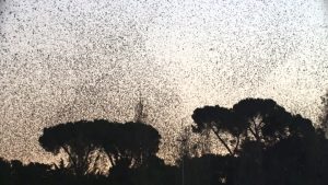 storno-formation-roma-in-aria