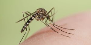 Malaria. Modello matematico svela perché ceppi più resistenti compaiono dove è meno diffusa