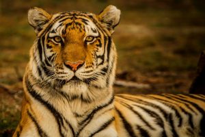 Nuovo modello matematico combatte l'estinzione delle specie
