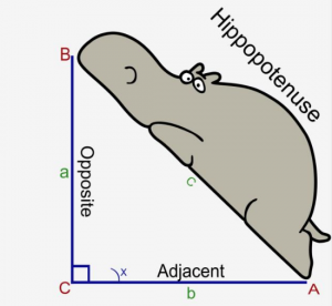hippo