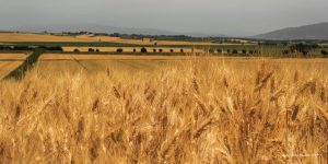 Modello matematico permette di creare pesticida che rispetta le api e l'ambiente Modello matematico permette di creare pesticida che rispetta le api e l'ambiente