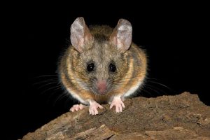 La matematica svela perché gli animali vedono di notte