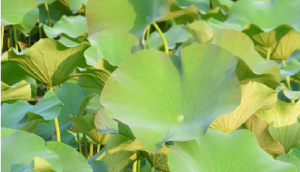 Il linguaggio matematico nella forma delle foglie acquatiche