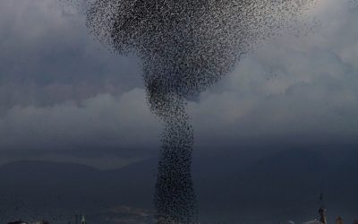 Letture matematiche: In un volo di storni, Le meraviglie dei sistemi complessi, Giorgio Parisi