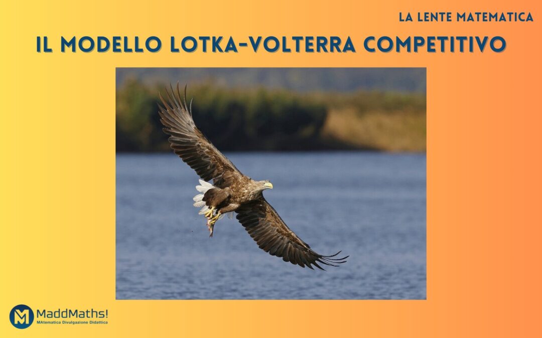 Il modello Lotka-Volterra competitivo