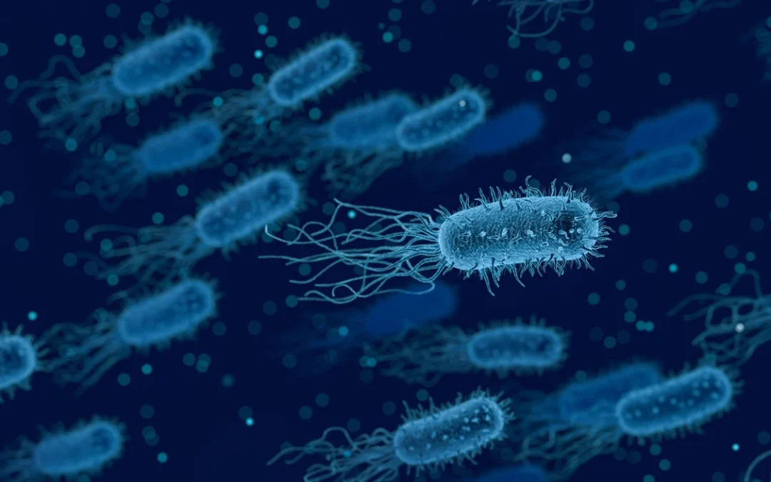 Nuovo modello matematico spiega come si muovono i batteri (e il traffico)