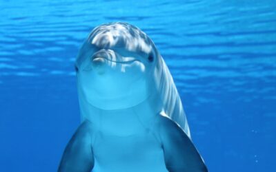 Modello matematico svela i segreti del nuoto dei delfini