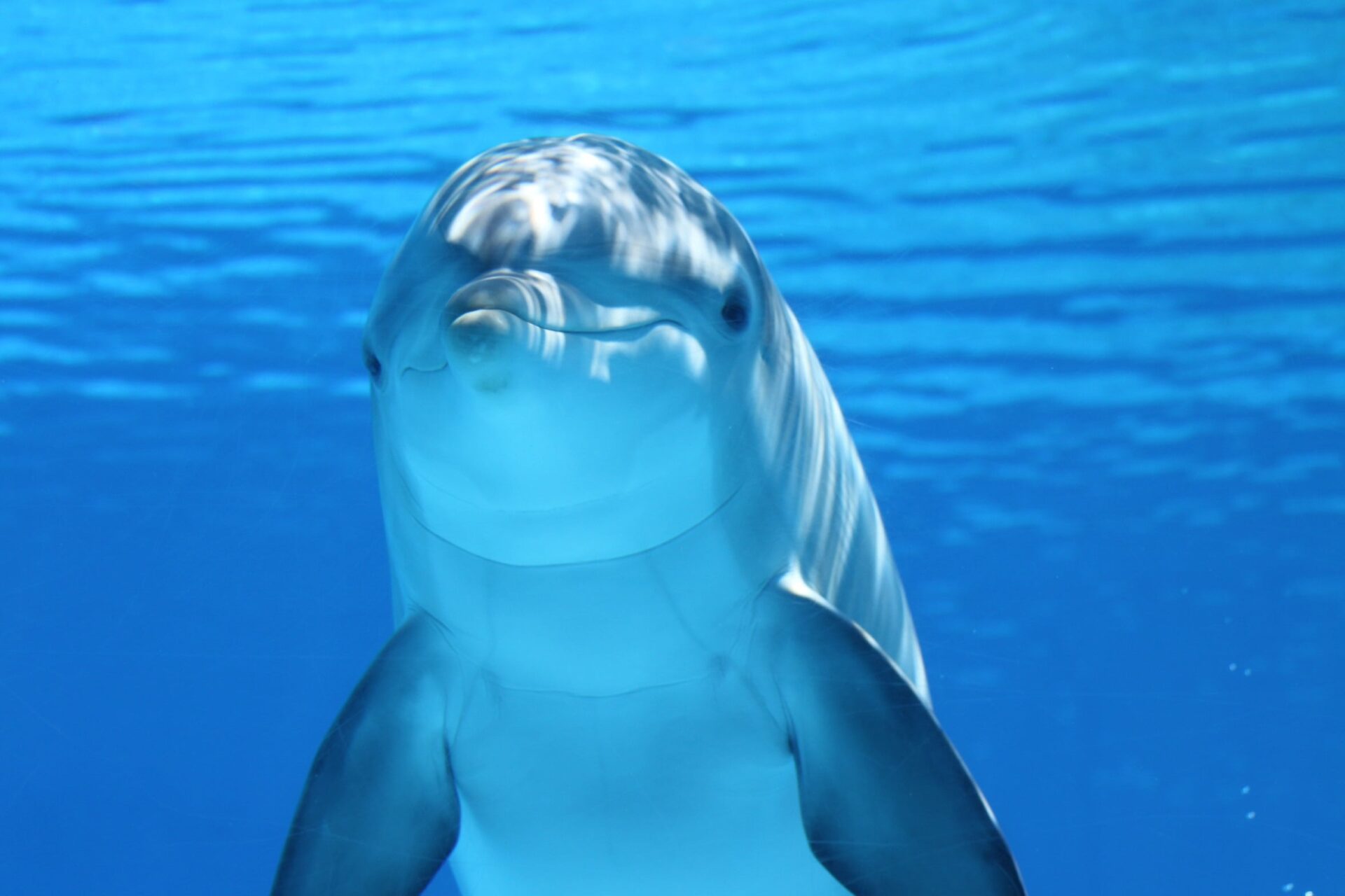 Modello matematico svela i segreti del nuoto dei delfini